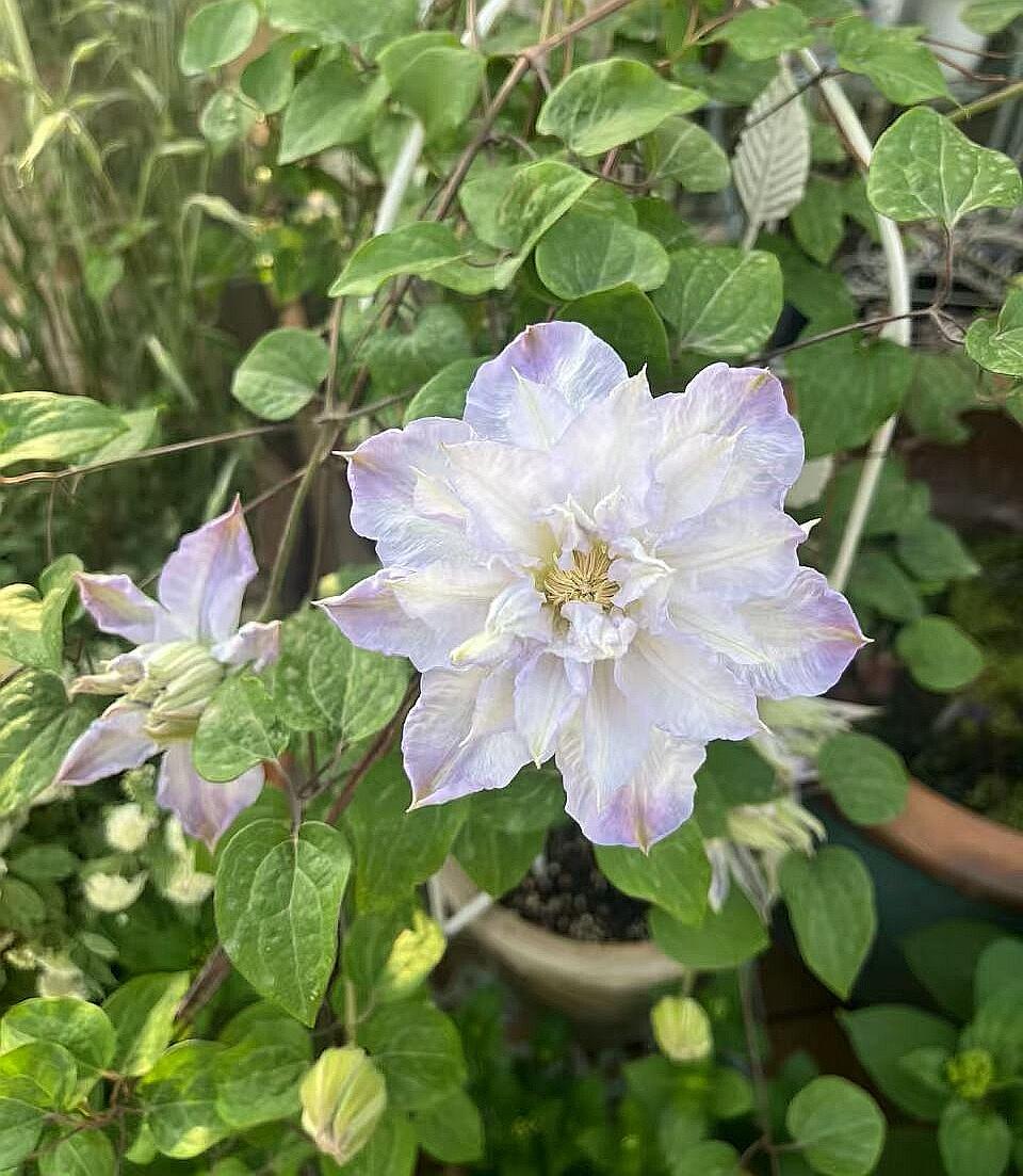 Clematis【Veronica's choice】- LivePlant|维罗妮卡的选择|Fairy Double Clematis|Gradient