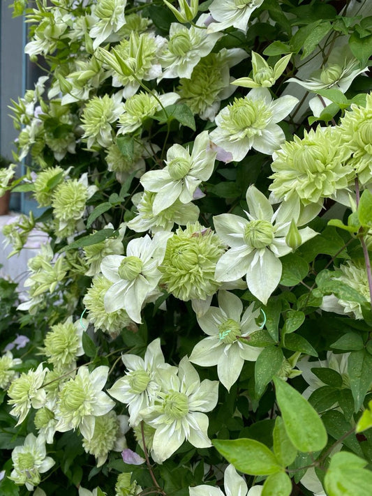 Clematis 【Alba Plenal | 白万重】- 9P LivePlant| Shade Tolerant| 小绿| 绿玉| Popular Varieties|