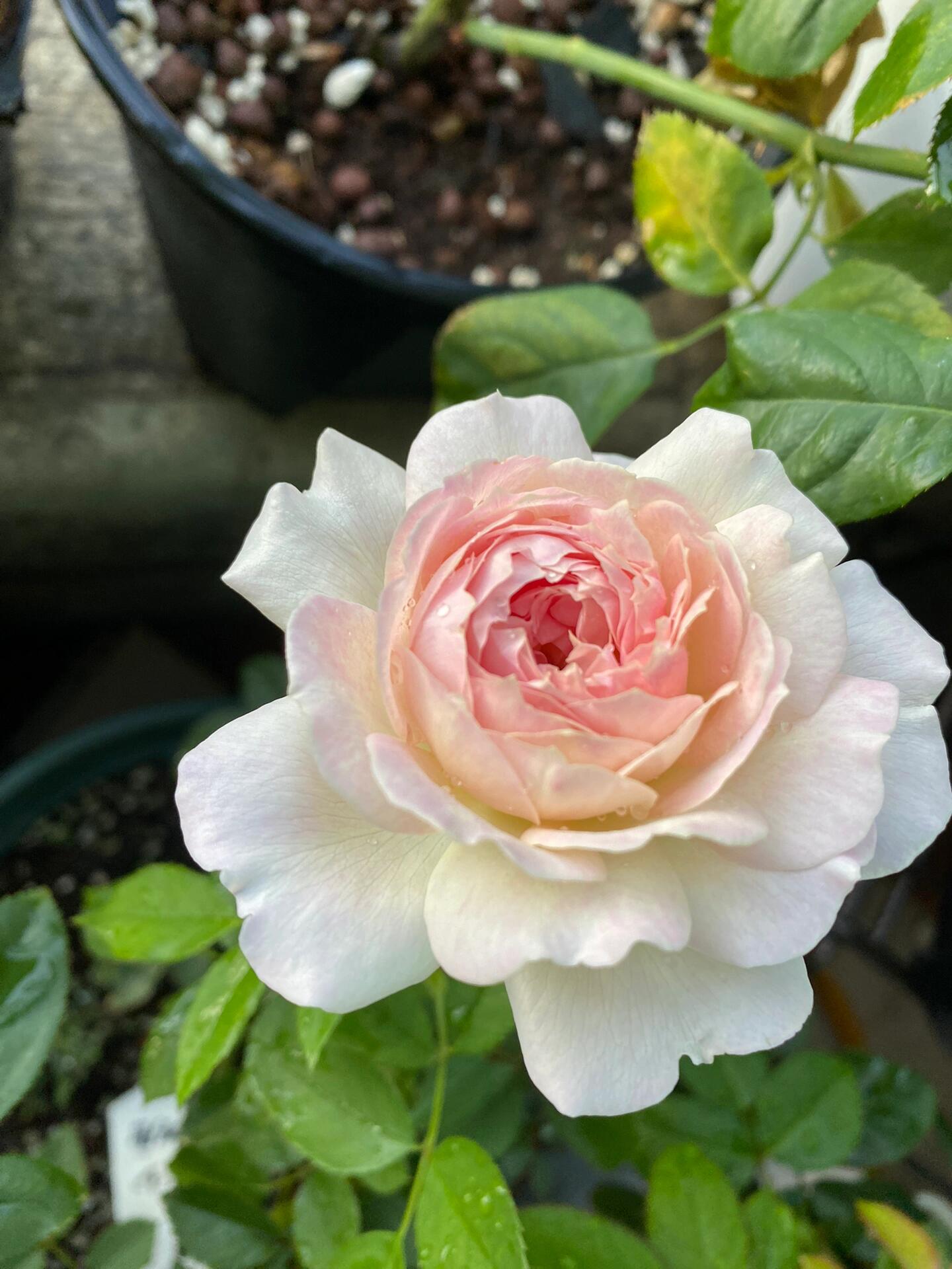 Rose【Sucre|シュクレ】- 1 Gal OwnRoot LivePlant| 河本砂糖|Junko Kawamoto 2016|苏克雷