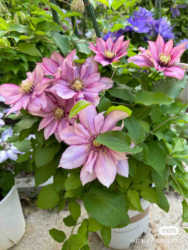 Rare Rare Clematis【Paradiso】-LivePlan|天堂|帕拉迪索| Double-flowered| Cold Hardy| Perennial| Pollinator Friendly| Low Maintenance| Easy 2 Grow