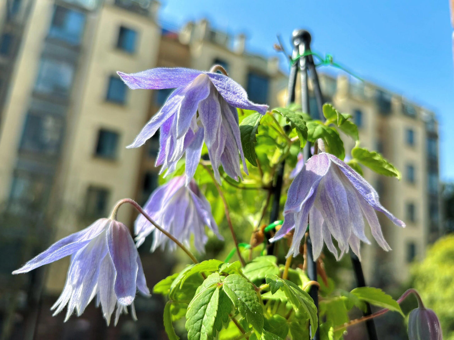 Rare Clematis【Maidwell Hall】- 12P LivePlant|梅德维尔|Fairy Dress|Cold-hardy|