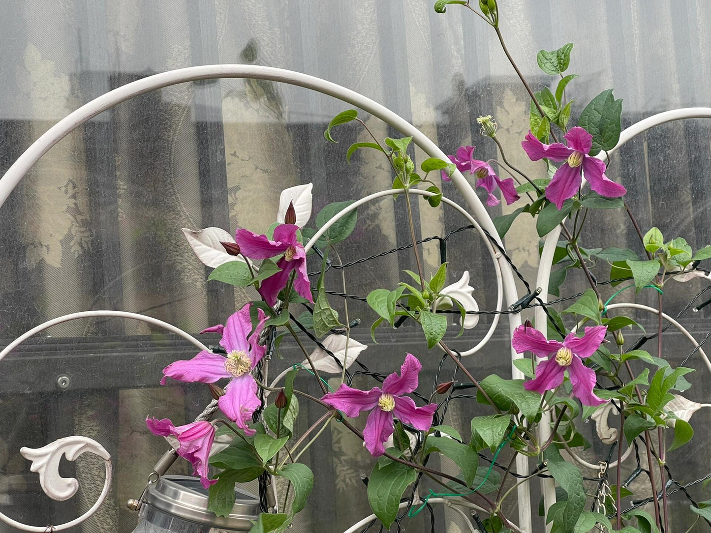 Clematis【Inspiration】-9P LivePlant|灵感|Dutch Cut Flower Clematis