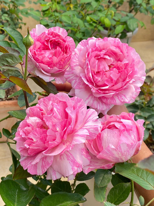 Rose【Yves Splash|イヴスプラッシュ】- 2Gal Grafted-LivePlant| Rare Japanese Perfumed Rose| 伊芙飞溅| Award-winning| Stripes Yves| Peony Bloom