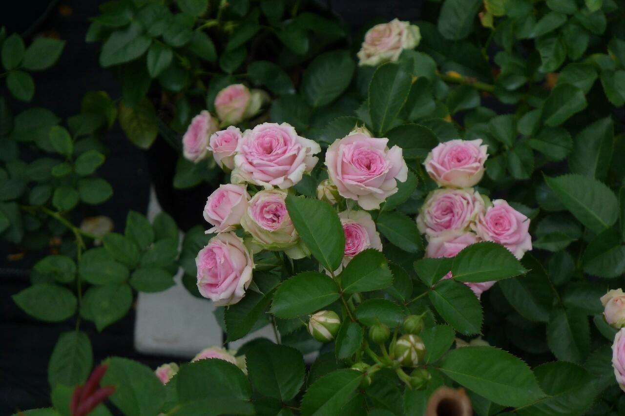 Prolific Rose【Super Sensation】- 2 Gal OwnRoot LivePlant|粉多头/ 超感|Cute Pink Blossom Thicket
