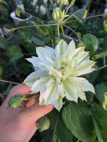 Clematis【Shiko Yukiokoshi|ゆきおこし】- LivePlant|雪妆 |Rare Japanese Double-flowered| Cold Hardy| Perennial| Pollinator Friendly| Fast-Growing