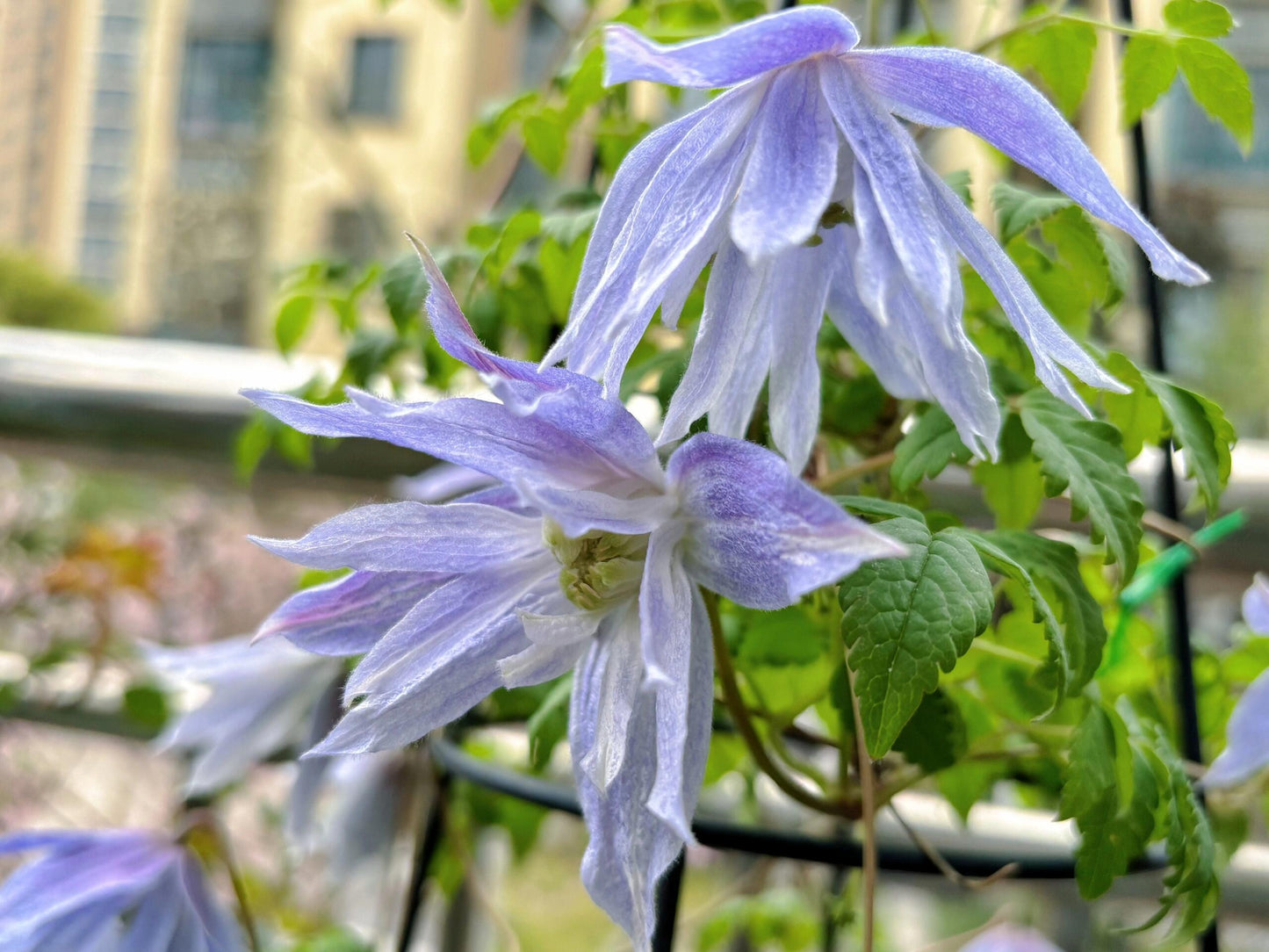 Rare Clematis【Maidwell Hall】- 12P LivePlant|梅德维尔|Fairy Dress|Cold-hardy|