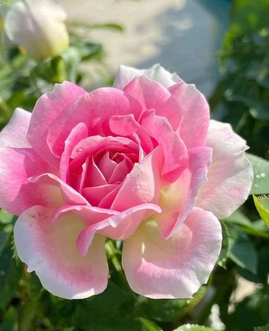 Rare Rose【Holiday Island Guernsey】 1.5 Gal OwnRoot 根西 | Stripes| Fragrance |Large Bloom| Strong adaptability | Long Flowering|Rain-Resistant