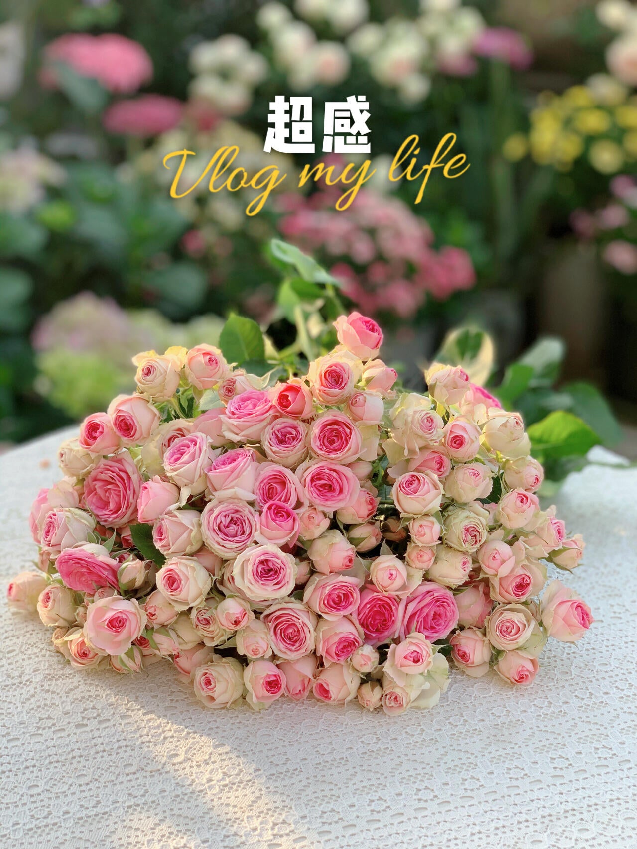 Prolific Rose【Super Sensation】- 2 Gal OwnRoot LivePlant|粉多头/ 超感|Cute Pink Blossom Thicket