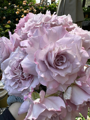 Rosa【Seiryu|せいりゅう】-清流|Rosa azul-púrpura| Junko Kawamoto| Fragancia intensa| Rosa Floribunda | Encaje floral ondulado| Degradado ||青龍