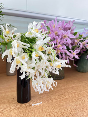 Jasmine Clematis【Hakuree】-Live Plant|哈库里|Bellflowers| Fragrant| Container-Friendly| Upright & Bushy| Decorative| Star| Clematis integrifolia