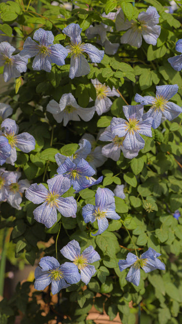 Clematis【 Emilia Plater】- LivePlant|艾米丽花盘|Blue Flower Waterfall