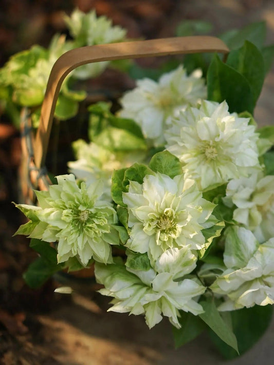 Clematis【Midori】-9P LivePlant|美登利|Rare Double Large-Flowered Green Clematis| Cold Hardy | Easy-Care Climbing Plant for Garden & Patio