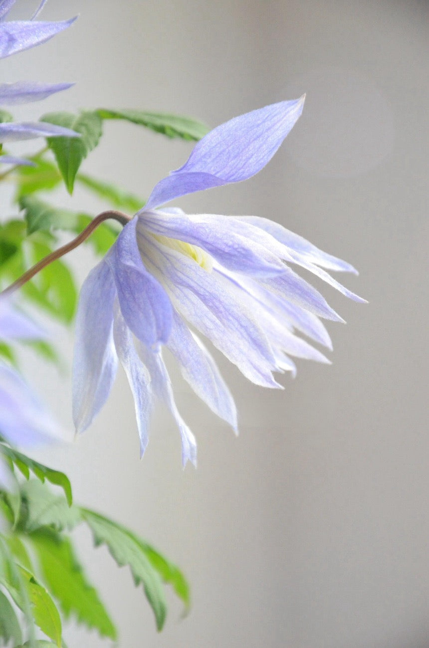 Rare Clematis【Maidwell Hall】- 12P LivePlant|梅德维尔|Fairy Dress|Cold-hardy|
