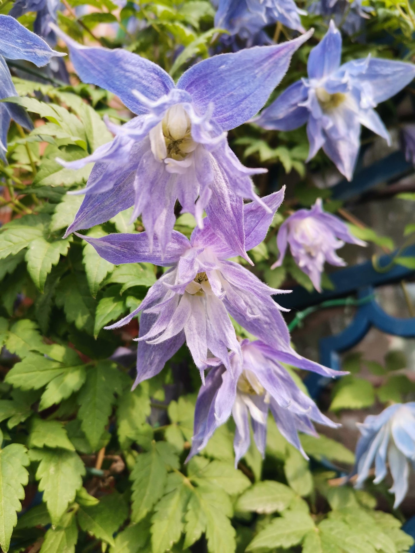 Rare Clematis【Maidwell Hall】- 12P LivePlant|梅德维尔|Fairy Dress|Cold-hardy|