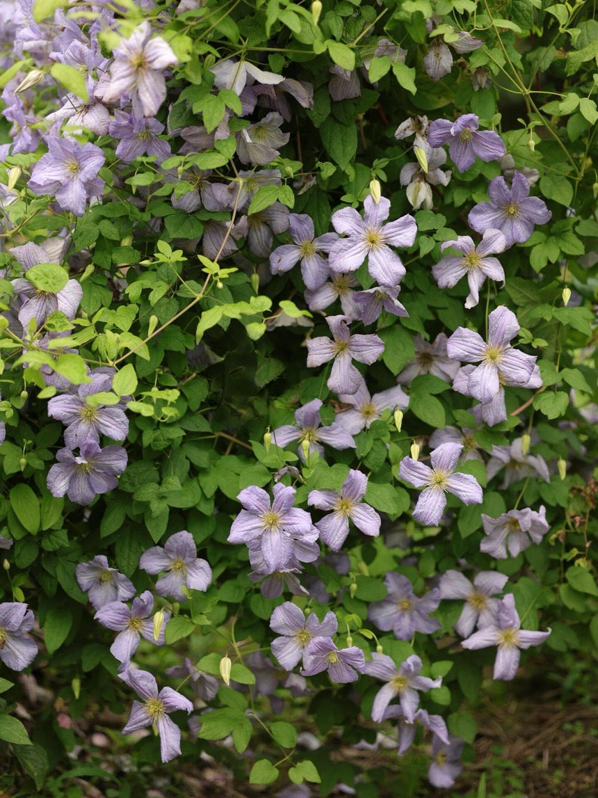 Clematis【 Emilia Plater】- LivePlant|艾米丽花盘|Blue Flower Waterfall