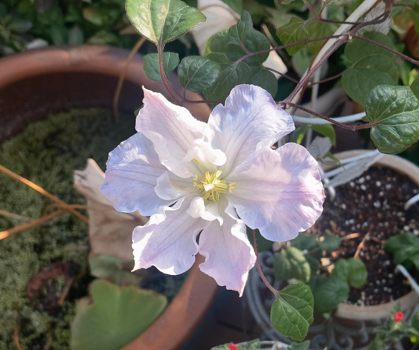 Clematis【Veronica's choice】- LivePlant|维罗妮卡的选择|Fairy Double Clematis|Gradient