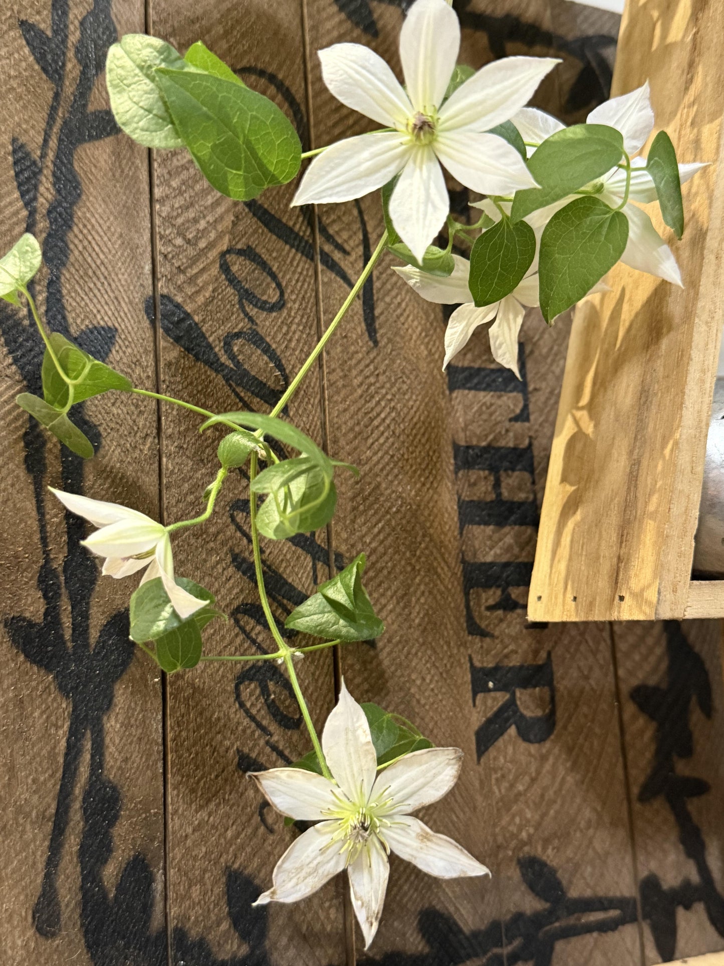 Clematis【Forever Friends|Zofofri】- 9P Live Plant|Award-winning Variety|Ranked among the top 10 best White Clematis| 永远的朋友Lovely Decorative