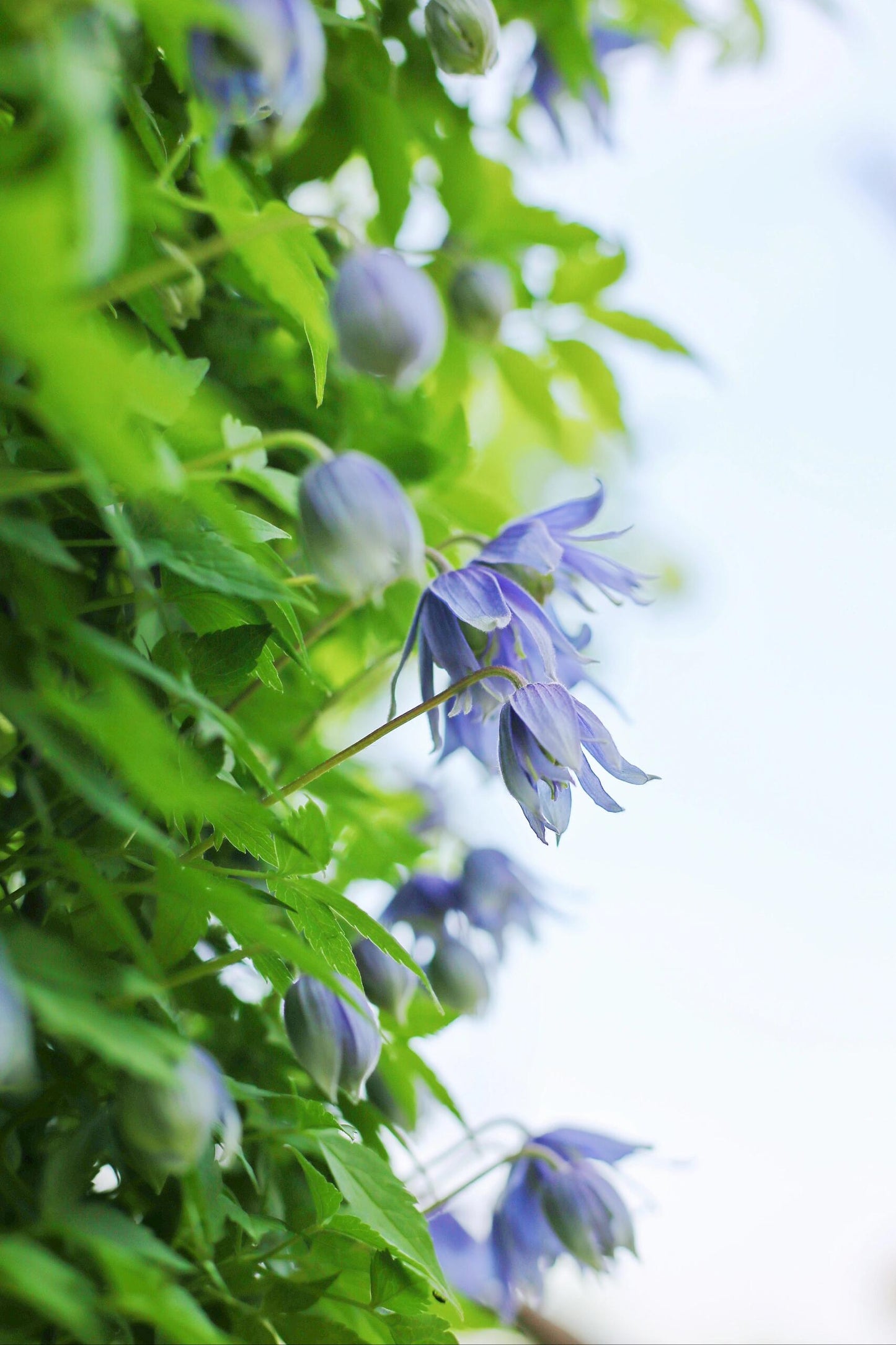 Rare Clematis【Maidwell Hall】- 12P LivePlant|梅德维尔|Fairy Dress|Cold-hardy|