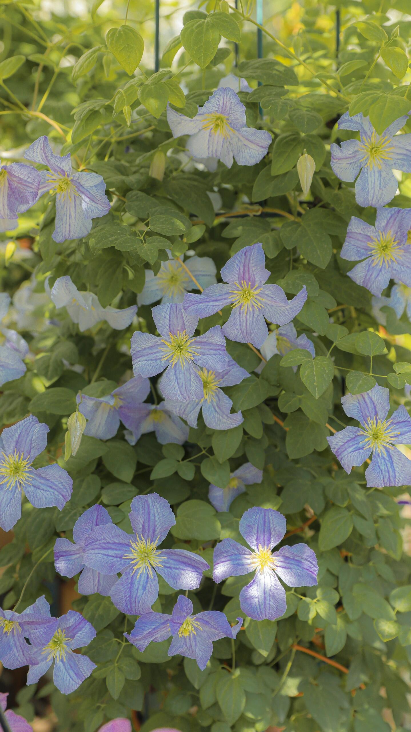 Clematis【 Emilia Plater】- LivePlant|艾米丽花盘|Blue Flower Waterfall