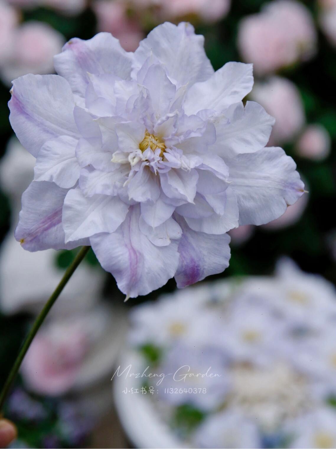 Clematis【Veronica's choice】- LivePlant|维罗妮卡的选择|Fairy Double Clematis|Gradient