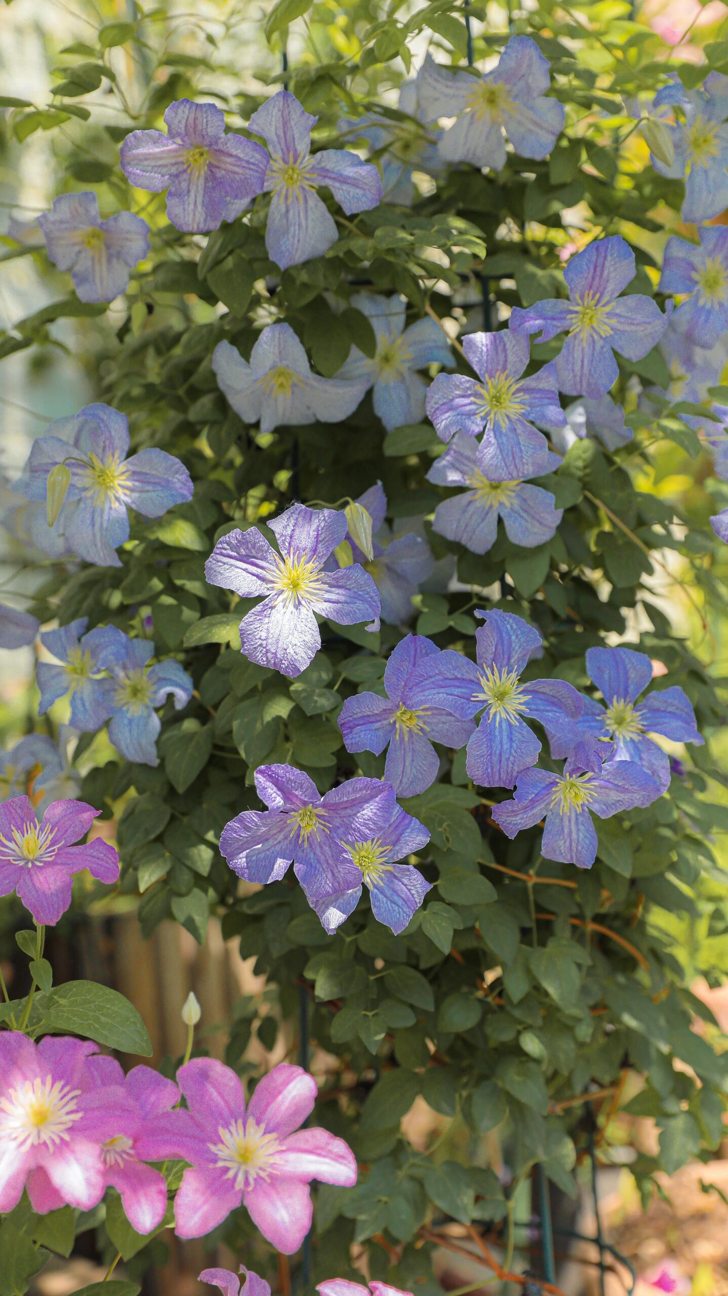 Clematis【 Emilia Plater】- LivePlant|艾米丽花盘|Blue Flower Waterfall