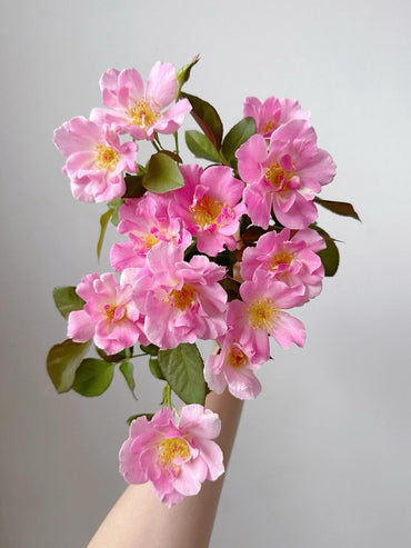 Yves Rose【Kazetatsunu|かぜたちぬ】- 伊芙起风了|Yves Piaget| Released in 2018| Flower changes every day| Large Bloom| Strong Growth