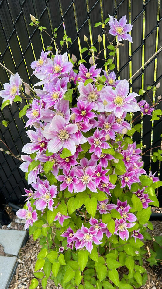 Clematis【Piilu|小鸭】- LivePlant| Abundant Blooming| Estonia Vine| Attracts Pollinators| Disease Resistance| Beginner-Friendly| Compact Growth