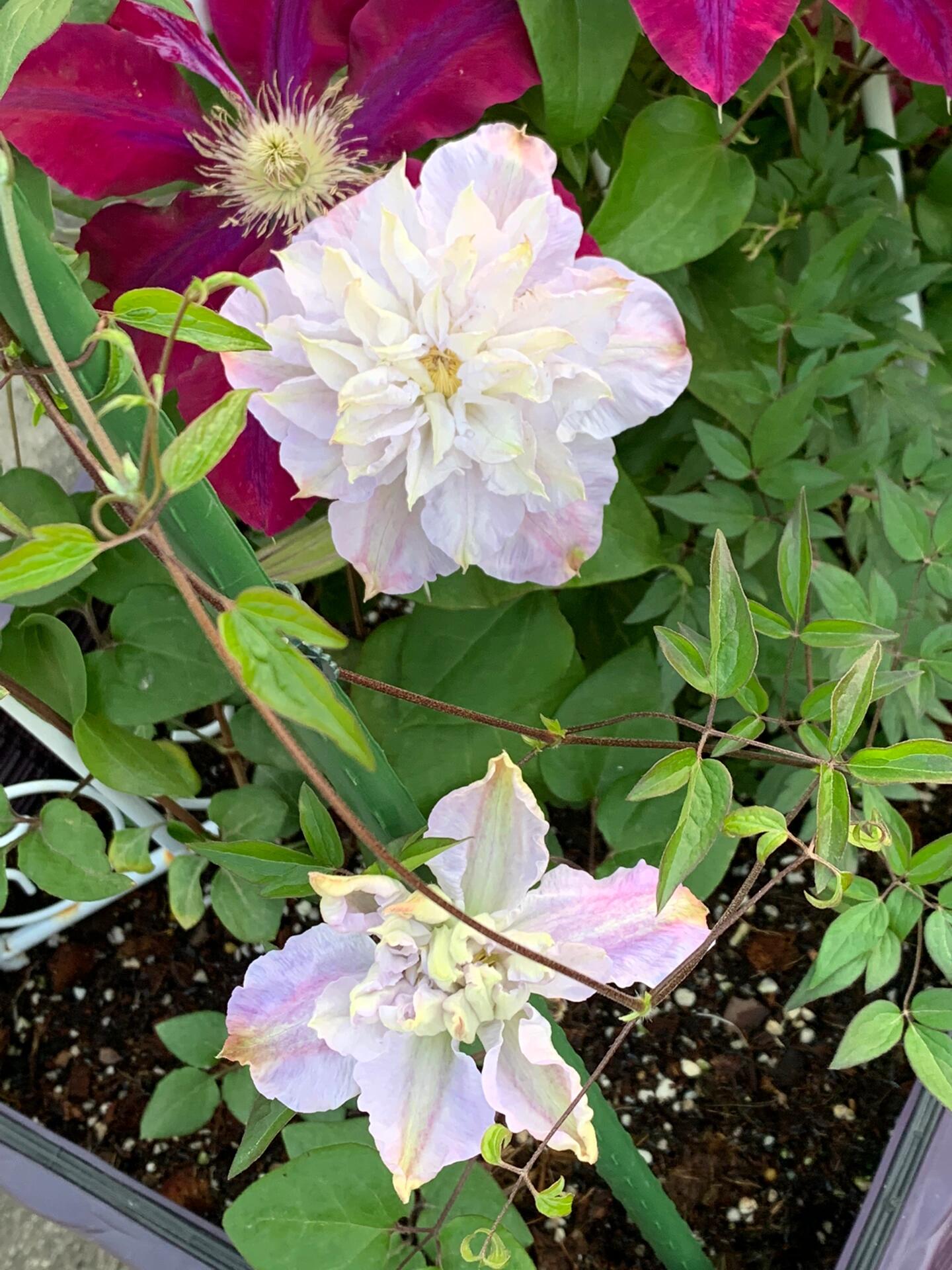 Clematis【Veronica's choice】- LivePlant|维罗妮卡的选择|Fairy Double Clematis|Gradient