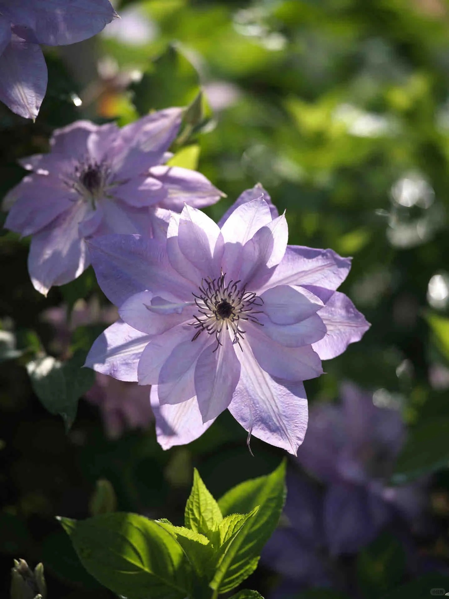 Clematis【Parisienne】 巴黎风情
