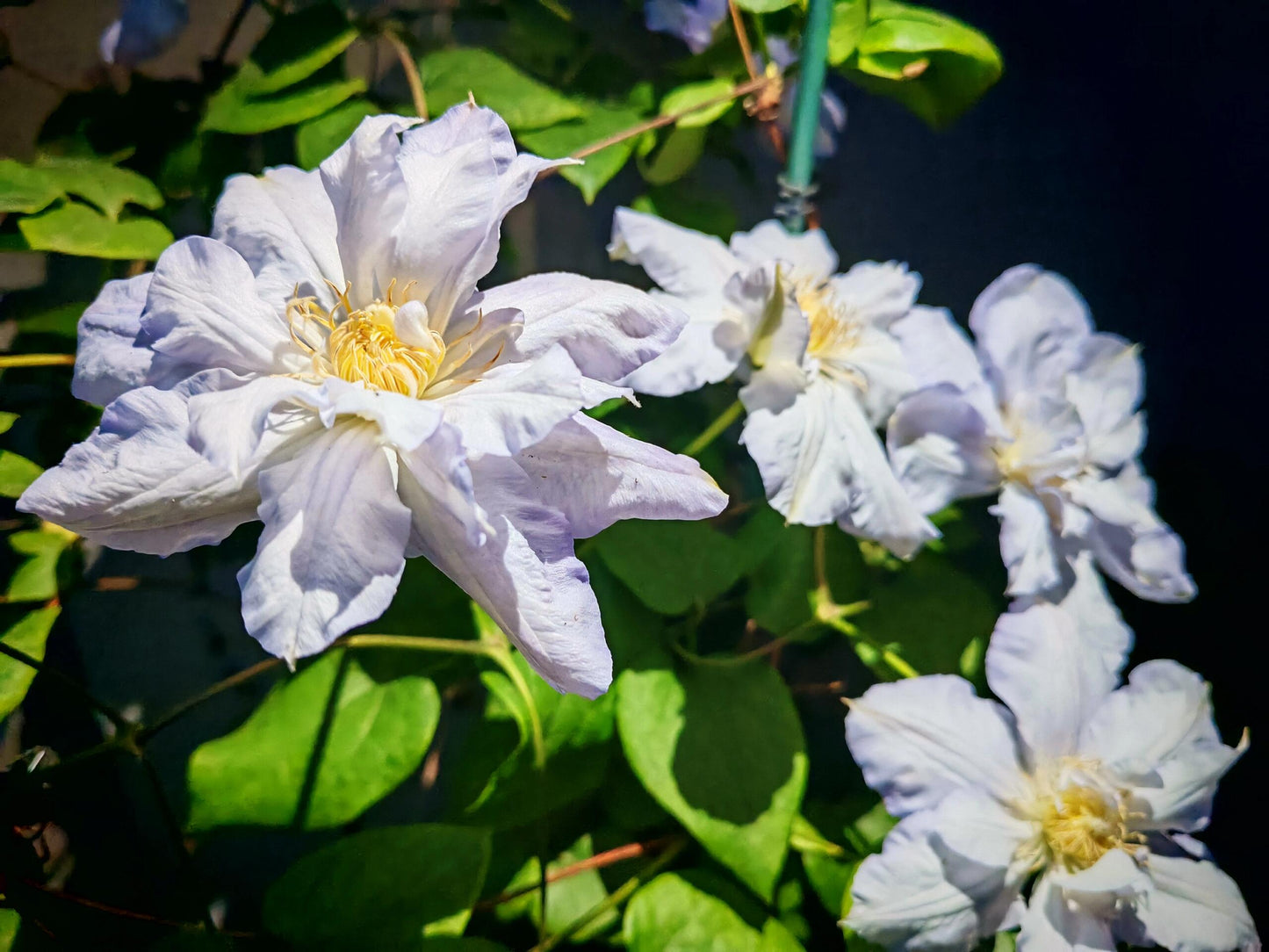 Clematis【Veronica's choice】- LivePlant|维罗妮卡的选择|Fairy Double Clematis|Gradient