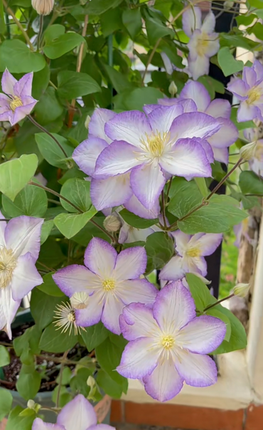 Popular Clematis【Lucky Charm| お守り】- 9P Liveplant|Dutch Variety| 幸运符| Heat Tolerant| Florida Group|