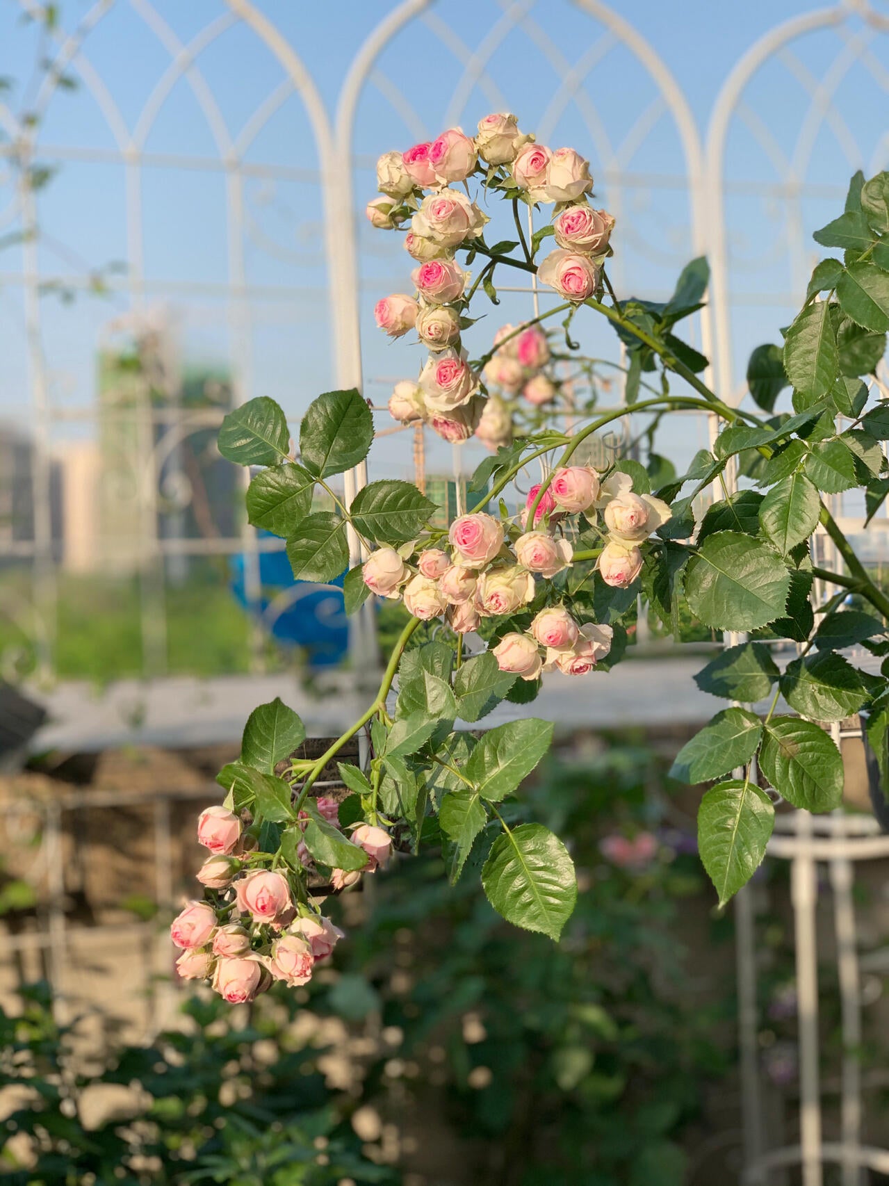 Prolific Rose【Super Sensation】- 2 Gal OwnRoot LivePlant|粉多头/ 超感|Cute Pink Blossom Thicket