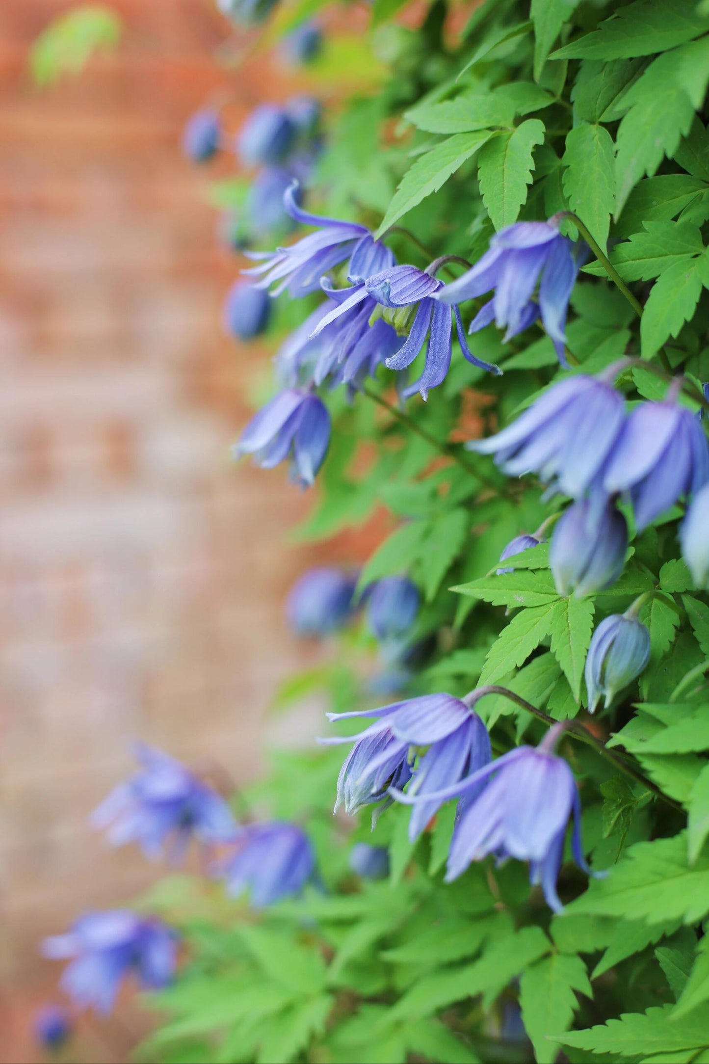 Rare Clematis【Maidwell Hall】- 12P LivePlant|梅德维尔|Fairy Dress|Cold-hardy|