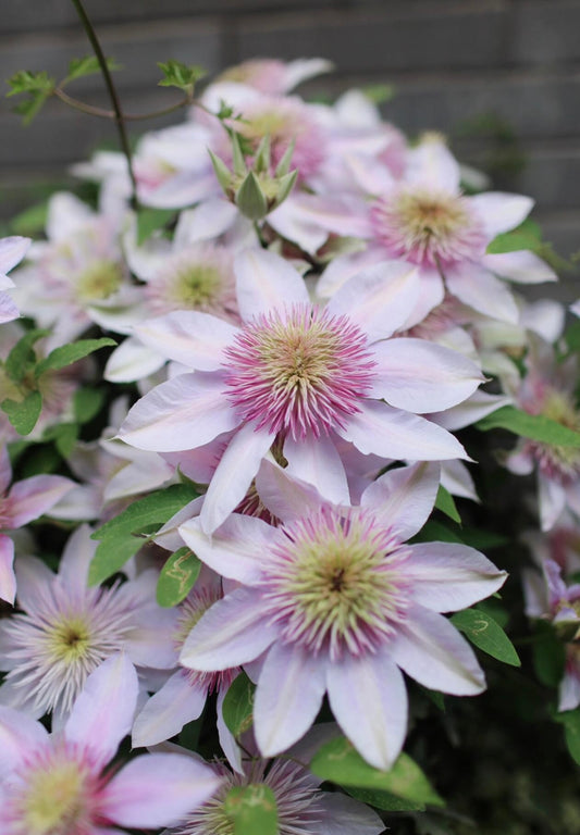 Clematis【Moonglow|月華|Gekka】- LivePlant with Flower|月华|Cold Hardy | Double-flowered| Fast-Growing| Flower Waterfall| Exquisite| Easy to Grow