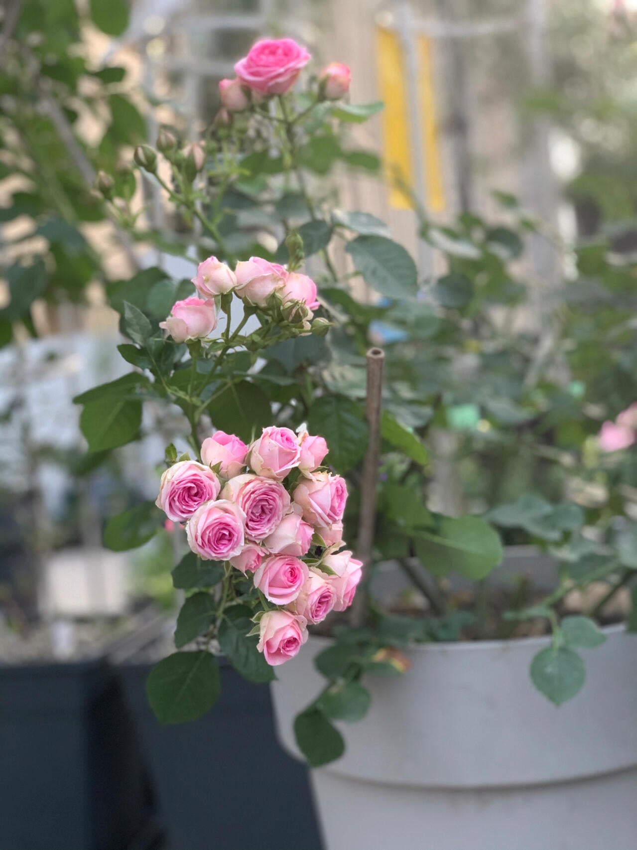 Prolific Rose【Super Sensation】- 2 Gal OwnRoot LivePlant|粉多头/ 超感|Cute Pink Blossom Thicket