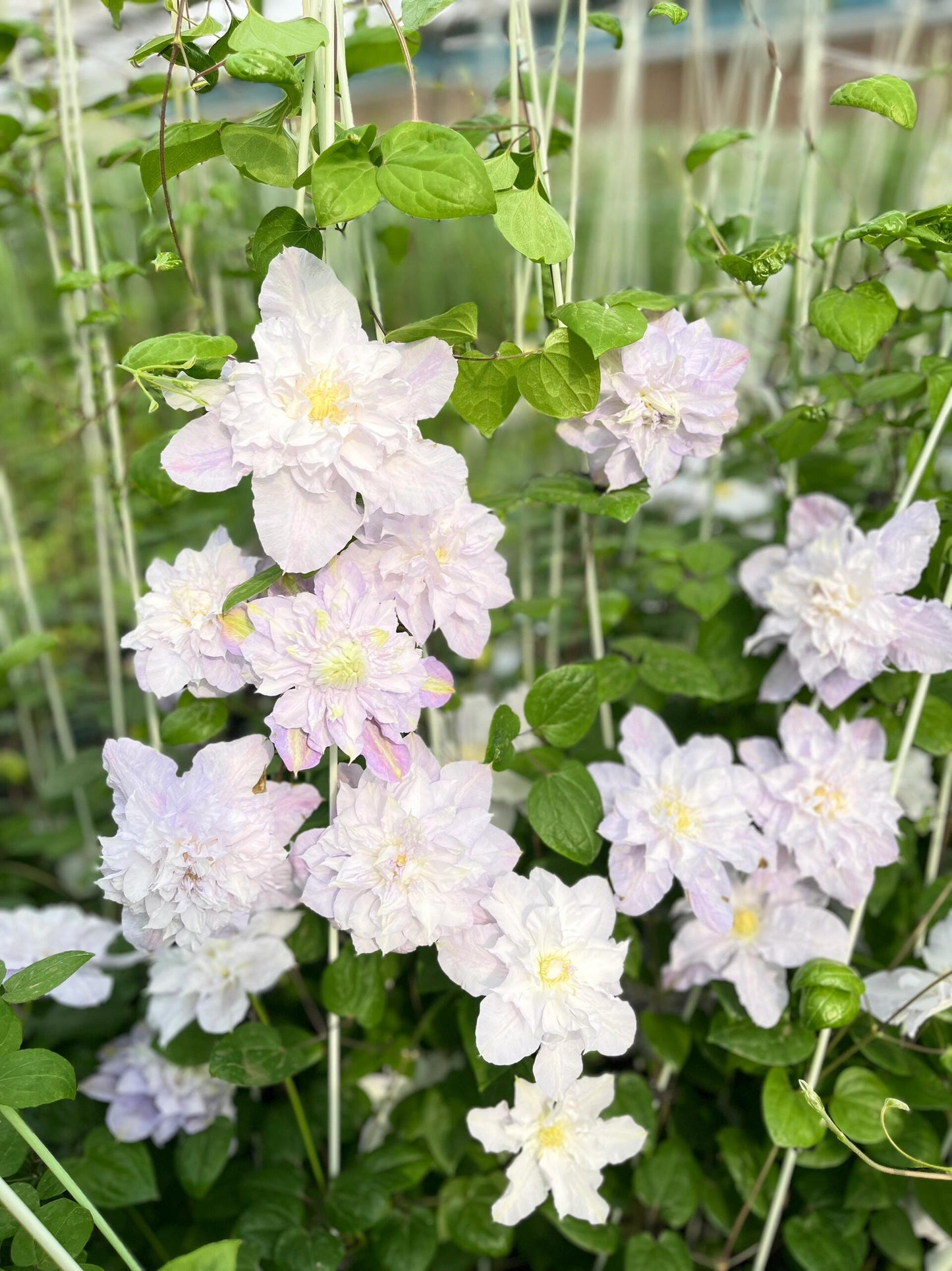 Clematis【Veronica's choice】- LivePlant|维罗妮卡的选择|Fairy Double Clematis|Gradient