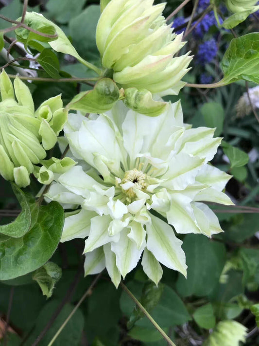 Clematis【Shiko Yukiokoshi|ゆきおこし】- LivePlant|雪妆 |Rare Japanese Double-flowered| Cold Hardy| Perennial| Pollinator Friendly| Fast-Growing
