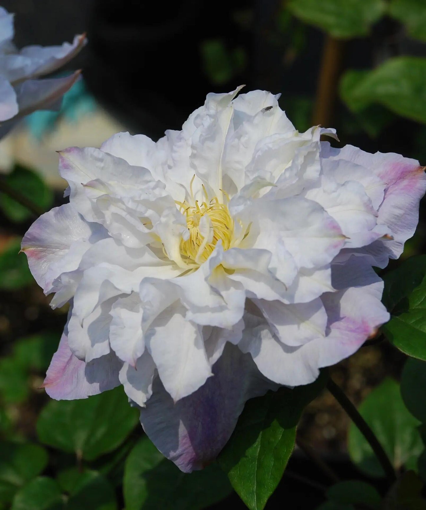 Clematis【Veronica's choice】- LivePlant|维罗妮卡的选择|Fairy Double Clematis|Gradient