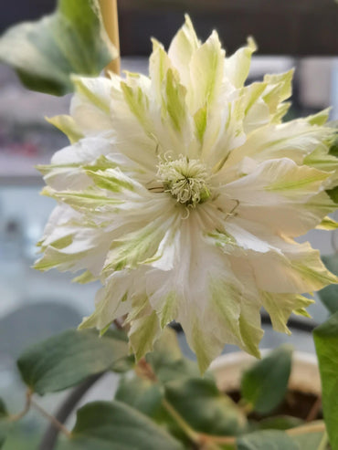 Clematis【Midori】-9P LivePlant|美登利|Rare Double Large-Flowered Green Clematis| Cold Hardy | Easy-Care Climbing Plant for Garden & Patio