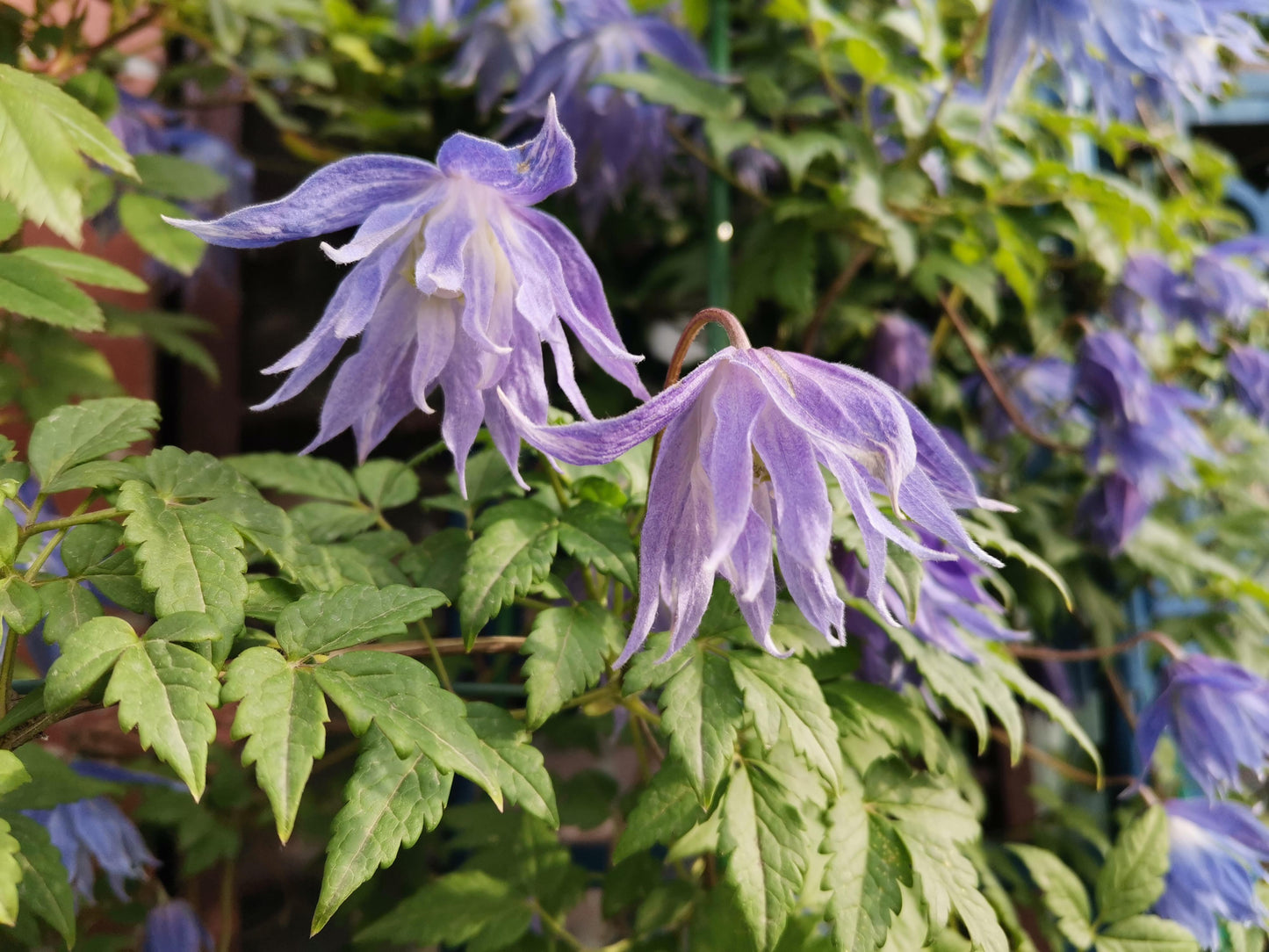 Rare Clematis【Maidwell Hall】- 12P LivePlant|梅德维尔|Fairy Dress|Cold-hardy|