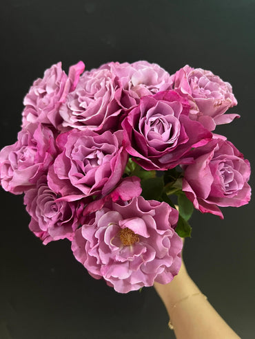 Rosa【Muriel Robin】-1 Gal LivePlant|光明知更鸟|Rica fragancia|Bordes con volantes cautelosos|Larga vida útil en el florero