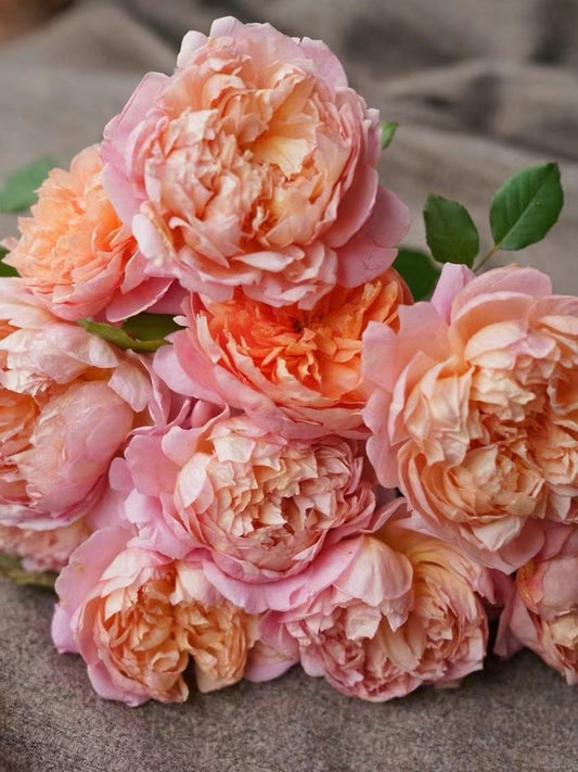 Rosa rara 【Tao Ran|桃染】- 1.5Gal OwnRoot BareRoot|天狼月季| Fuerte fragancia almizclada y mirra | Floración grande| Resistente al calor |