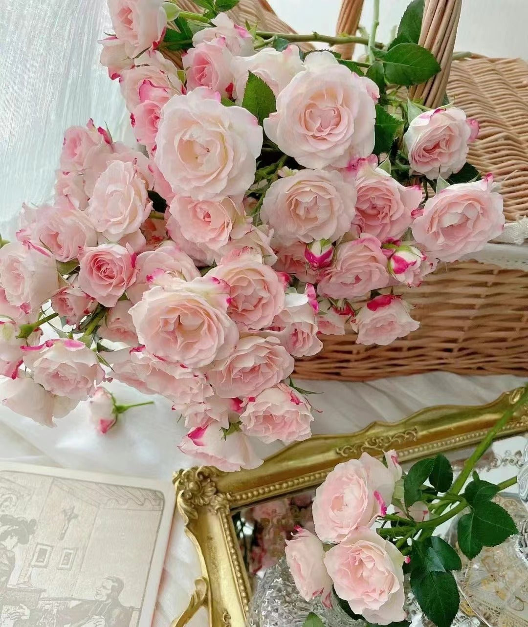 Rose【Reflex】 - OwnRoot Live Plant| 折射泡泡| Heat Resistant | Extended vase life| Wavy Bloom |木立バラ|