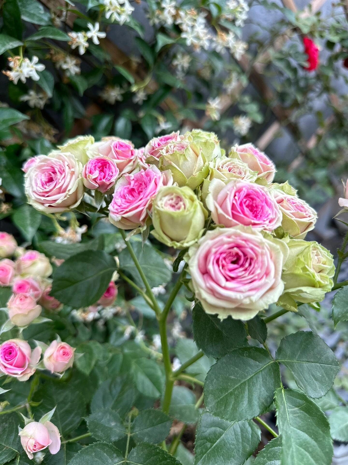 Prolific Rose【Super Sensation】- 2 Gal OwnRoot LivePlant|粉多头/ 超感|Cute Pink Blossom Thicket
