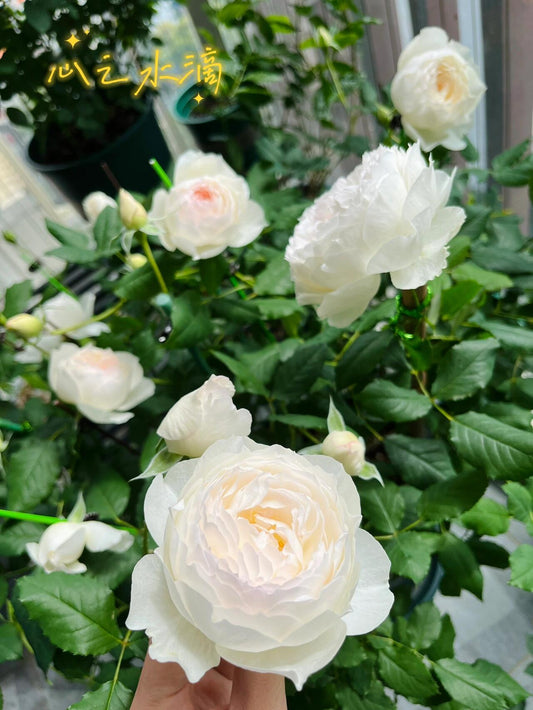 Rose【Shizuku|しずく】-1.5Gal OwnRoot LivePlant|心之水滴| Extended vase life| Long florescence | Prolific blooming| Floribunda Rose| Everbloomer