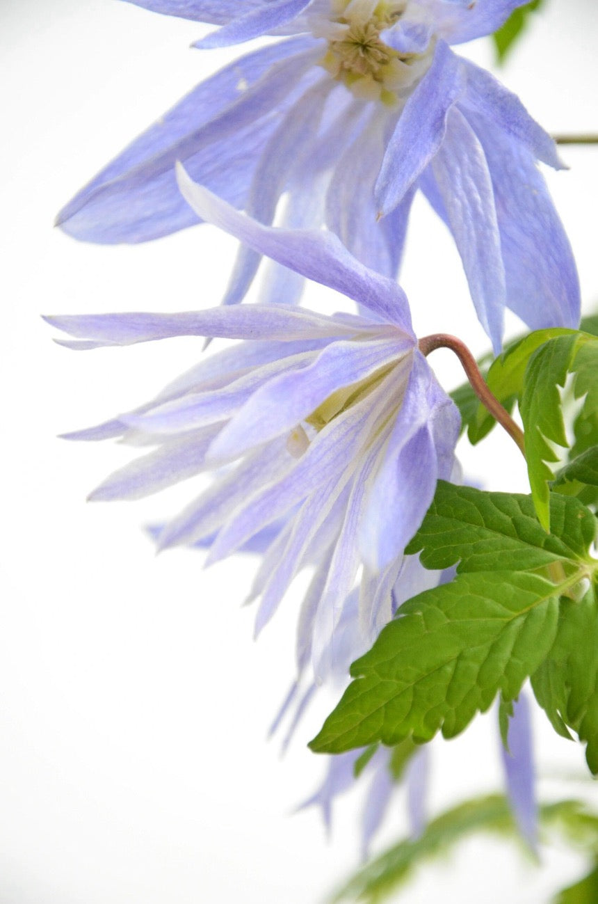 Rare Clematis【Maidwell Hall】- 12P LivePlant|梅德维尔|Fairy Dress|Cold-hardy|