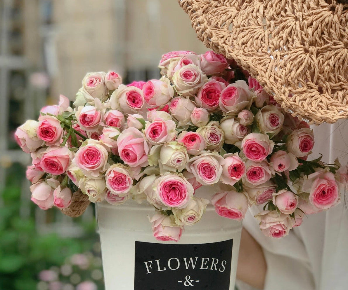 Prolific Rose【Super Sensation】- 2 Gal OwnRoot LivePlant|粉多头/ 超感|Cute Pink Blossom Thicket