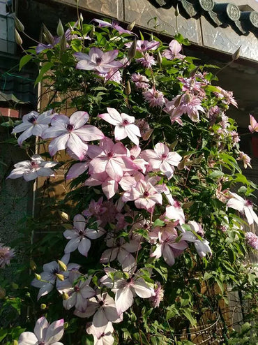 Clematis【Fond Memories】- LivePlant|美好回忆