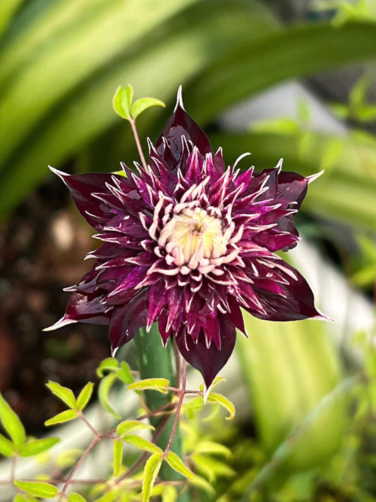 Clematis 【Shishimaru | ししまる】-10P 紫子丸| Heat Resistant| Good Winter Hardiness | Rarities Japanese Collection|