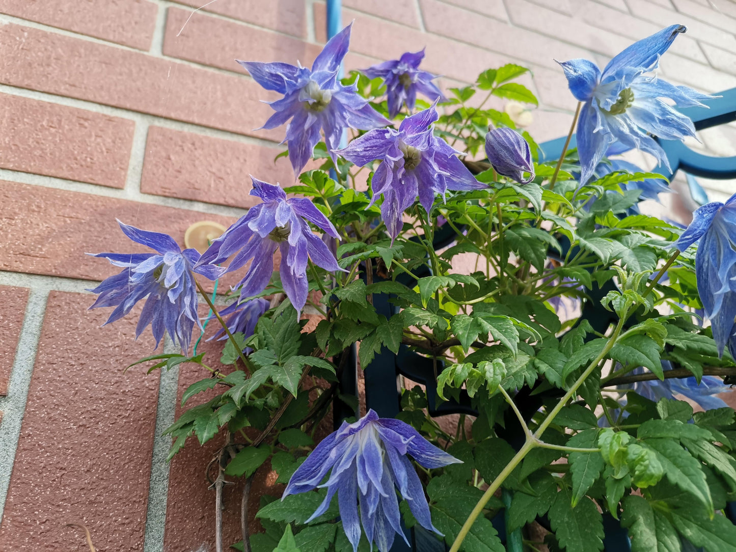Rare Clematis【Maidwell Hall】- 12P LivePlant|梅德维尔|Fairy Dress|Cold-hardy|